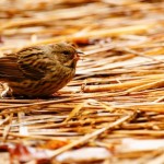 お米を食べている