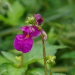 IMGP4960_640