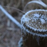 IMG_2835_640