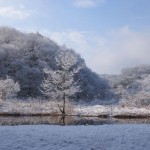 大谷戸湿地