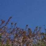 風に舞う花びら