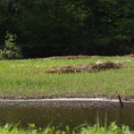 水鳥の池に花びら
