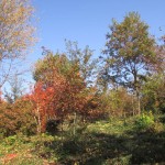 紅葉2