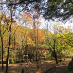 紅葉3