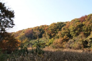 大谷戸湿地の紅葉
