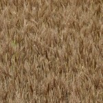 食育麦作の5回目：麦刈りと脱穀