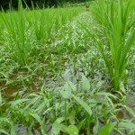 食育田んぼ3回目：雨の中の草取り