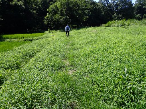 夏草生い茂る！クモの巣にひっかかる！