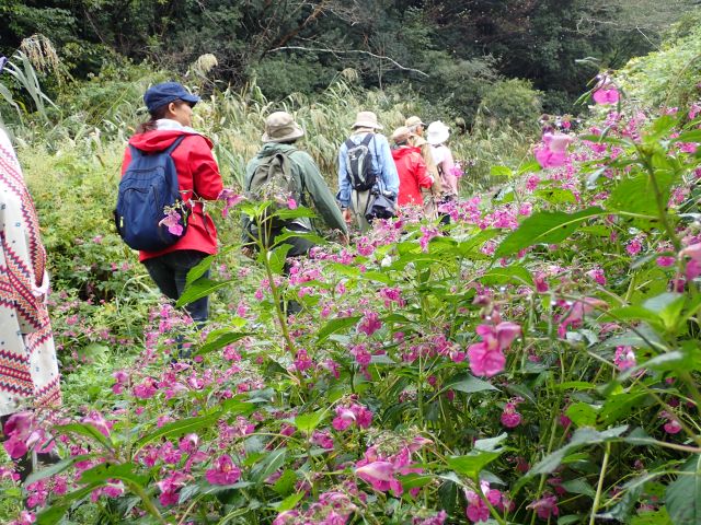 雨のあとの花の観察～大人の自然観察会～