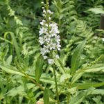 夏の植物と昆虫たち