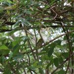 大谷戸コース８月7日の生き物情報