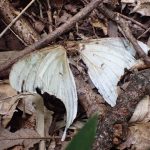 地面に落ちている生き物は？