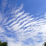秋に移りゆく生きものと雲