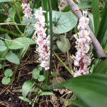 秋の植物と冬を越すチョウ