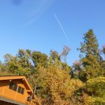 緑の森フェスタ2025　1日目の様子