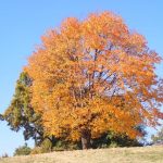 紅葉していく木々