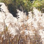 彩りのみどり森