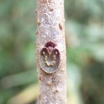 冬のはじめの大谷戸湿地周辺