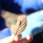 30周年記念イベント「チョウの冬越し一斉調査」