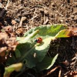 春近いているけど