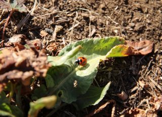 ナナホシテントウ