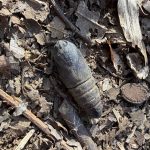 麗らか日和のツタンカーメン