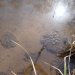 30周年記念「カエルの卵塊一斉調査」