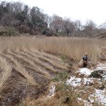 ■ヨシ刈り作業のお知らせ
