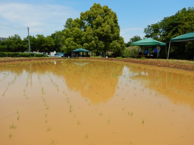 真夏日の田植え さいたま緑の森博物館