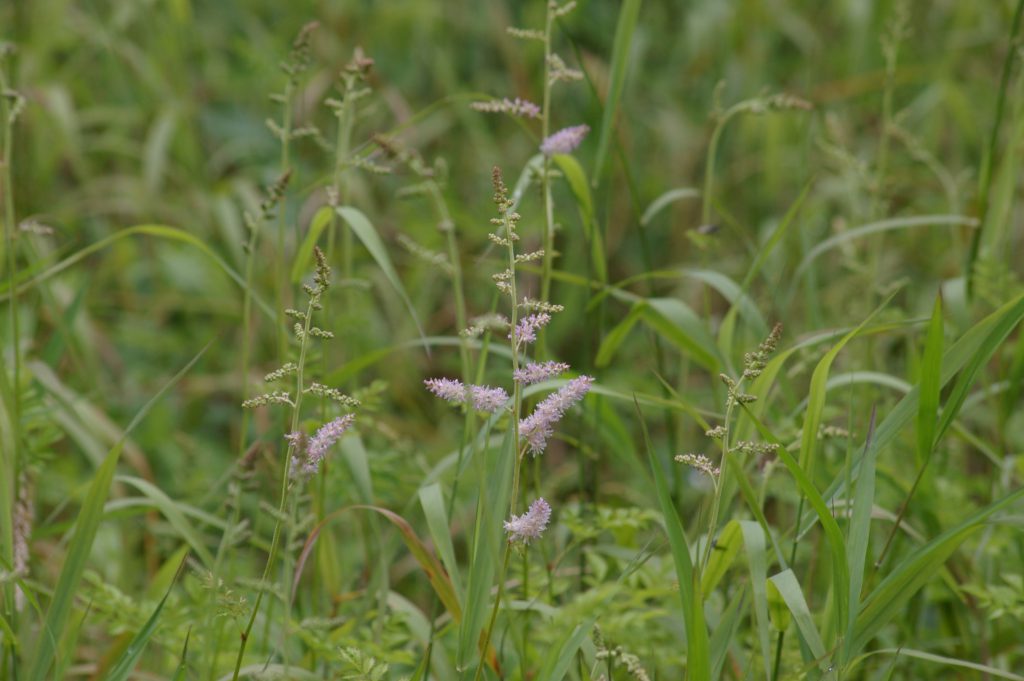 さいたま緑の森博物館 Blog Archive 夏の花が咲き始めました